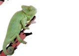 Chameleon Game